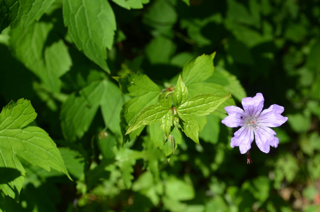 Geranium nodosum